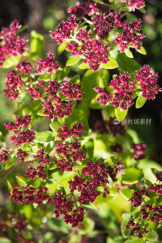 女巫的钱袋植物(Sedum telephium)开花特写